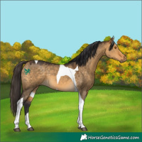 Horse Color:Buckskin Dun Tobiano 