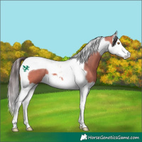 Horse Color:Buckskin Splash Tobiano 