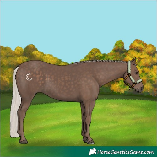 Horse Color:Silver Black 