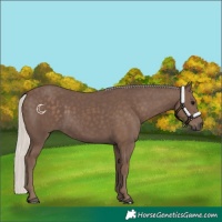 Horse Color:Silver Black