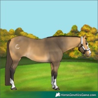 Horse Color:Buckskin Rabicano