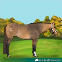 Horse Color:Buckskin Rabicano 
