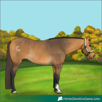 Horse Color:Buckskin Rabicano 