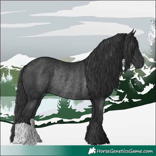 Horse Color:Black Rabicano 