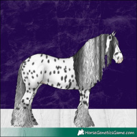 Horse Color:Black Appaloosa