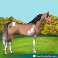 Horse Color:Bay Dun Tobiano 