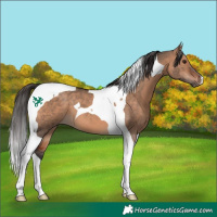 Horse Color:Bay Dun Tobiano 