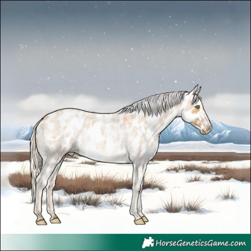 Horse Color:Palomino Roan Appaloosa