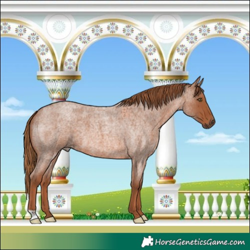 Horse Color:Red Roan