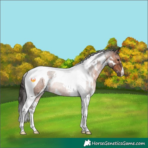 Horse Color:White Spotted Brown Tobiano Rabicano 