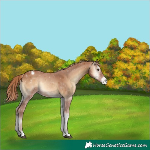 Horse Color:Red Onyx Appaloosa 