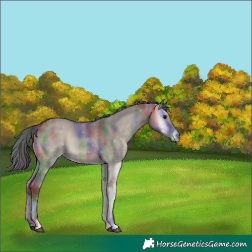 Horse Color:Nacre Grullo Onyx 