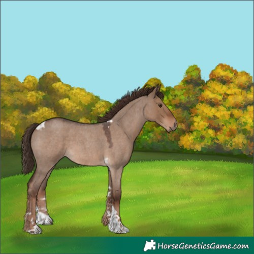 Horse Color:Liver Red Dun Roan Tobiano 