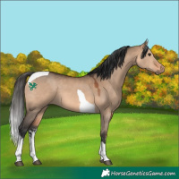 Horse Color:White Spotted Bay Dun Tobiano 