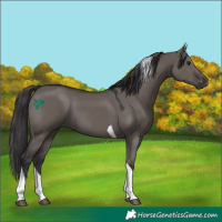 Horse Color:Smoky Grullo Sabino Tobiano 