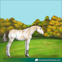 Horse Color:White Spotted Buckskin Dun Splash 