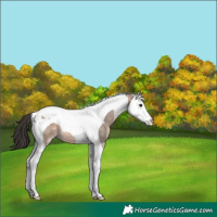 Horse Color:Brown Roan Dun Splash Tobiano 