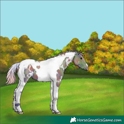 Horse Color:Nacre White Spotted Silver Smoky Grullo Tobiano