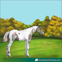 Horse Color:Nacre White Spotted Silver Smoky Grullo Tobiano 
