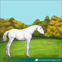 Horse Color:Buckskin Roan Dun Splash Leopard 