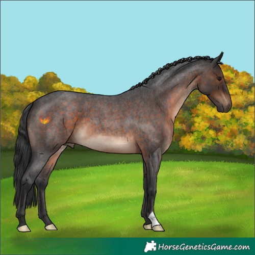 Horse Color:Brown Roan 