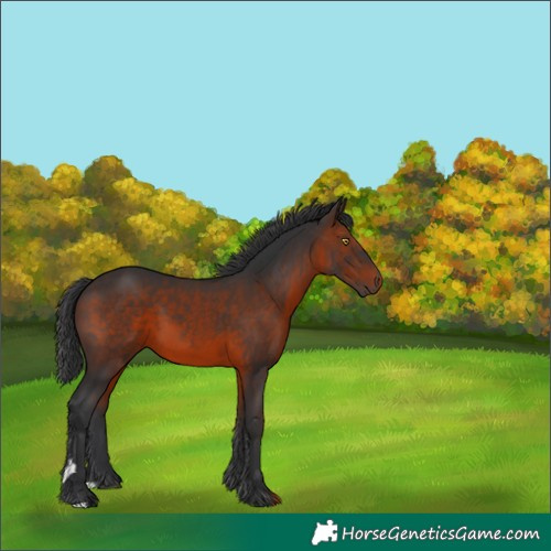 Horse Color:Brown 
