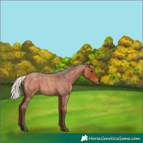 Horse Color:Silver Bay Roan 