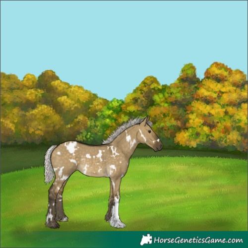 Horse Color:White Spotted Silver Buckskin Dun Rabicano 