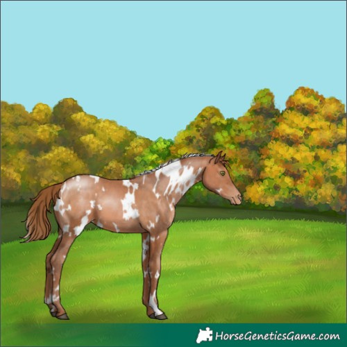 Horse Color:White Spotted Brown Pearl 