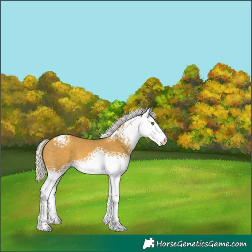 Horse Color:White Spotted Silver Sable Cream Champagne Sabino 