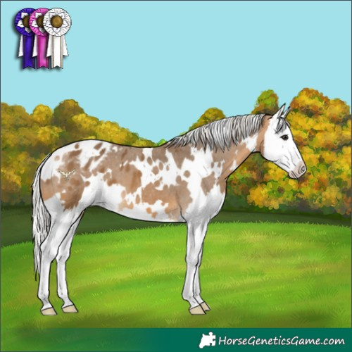 Horse Color:White Spotted Silver Buckskin Splash Appaloosa 