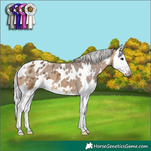Horse Color:White Spotted Silver Buckskin Splash Appaloosa 
