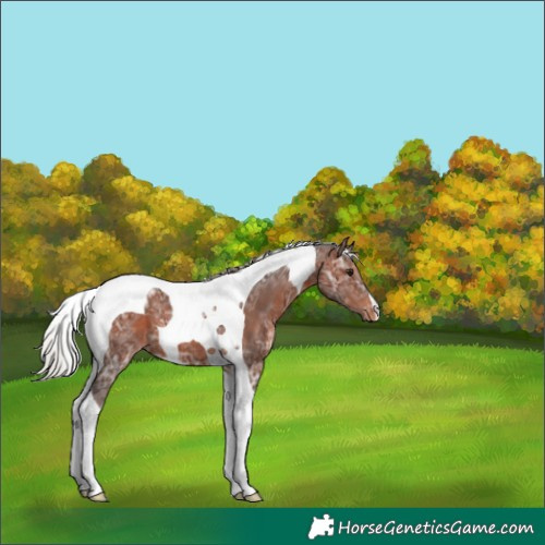 Horse Color:Silver Brown Ice Tobiano Appaloosa 