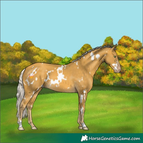 Horse Color:White Spotted Silver Sable Cream Champagne 