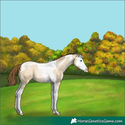 Horse Color:Buckskin Pearl Dun Splash Tobiano 