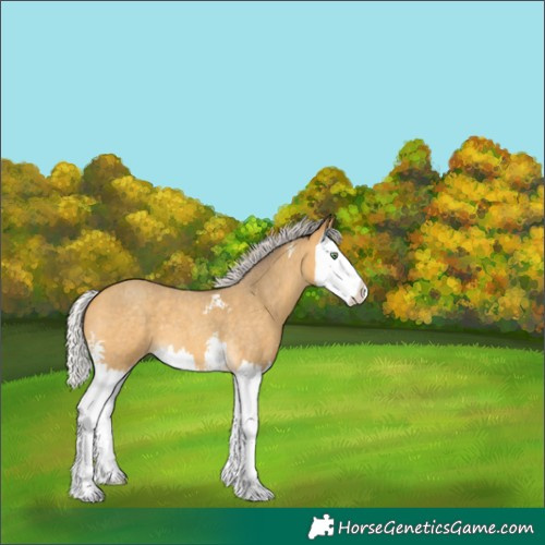 Horse Color:Silver Amber Cream Champagne Roan Sabino Splash 
