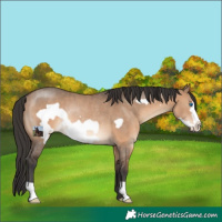 Horse Color:Brown Dun Frame Rabicano 