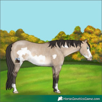 Horse Color:Brown Dun Frame Rabicano