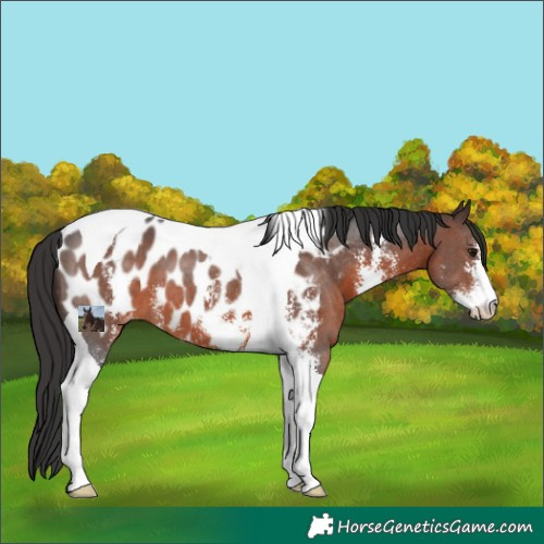 Horse Color:Brown Sabino Tobiano Appaloosa 