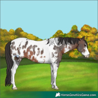 Horse Color:Brown Sabino Tobiano Near Leopard 