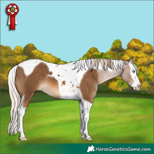 Horse Color:Chocolate Palomino Splash Tobiano 
