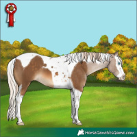 Horse Color:Chocolate Palomino Splash Tobiano 