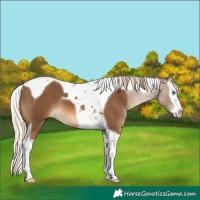 Horse Color:Chocolate Palomino Splash Tobiano 