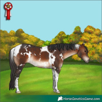 Horse Color:White Spotted Brown Tobiano Rabicano 