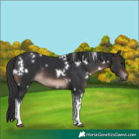Horse Color:White Spotted Brown 