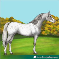 Horse Color:White Spotted Silver Grullo Roan Splash Appaloosa Rabicano 