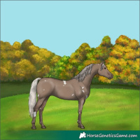 Horse Color:White Spotted Silver Grullo Rabicano 