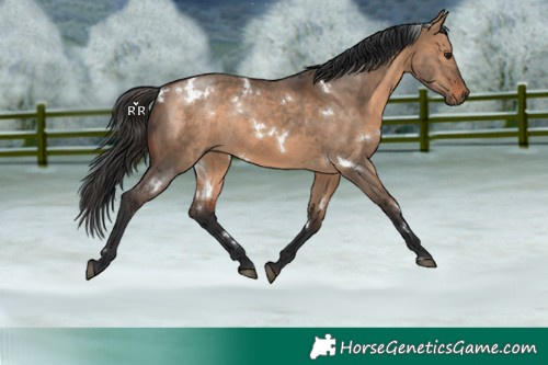 Horse Color:White Spotted Brown Dun Rabicano