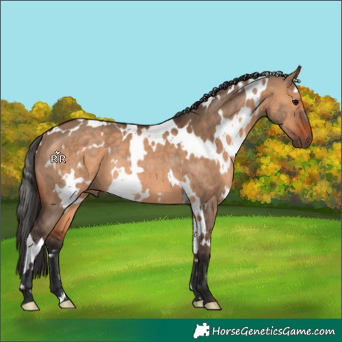 Horse Color:White Spotted Bay Dun Rabicano