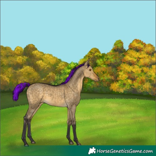 Horse Color:Painted Buckskin Dun 